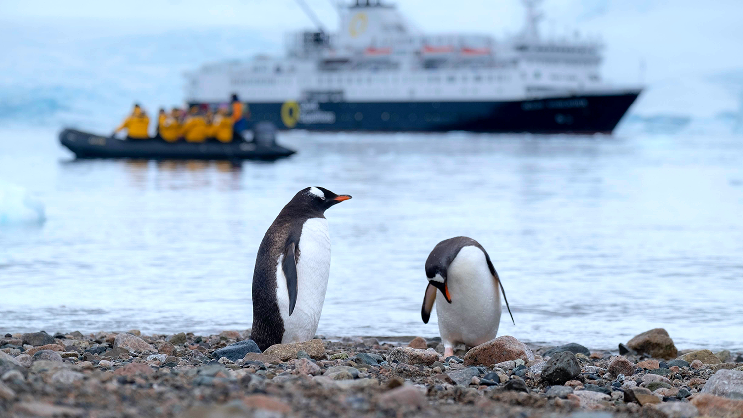 在南极半岛丹科岛（Danco Island）的石质海滩上的Gentoo Penguins，背景中有一艘夸克探险队。