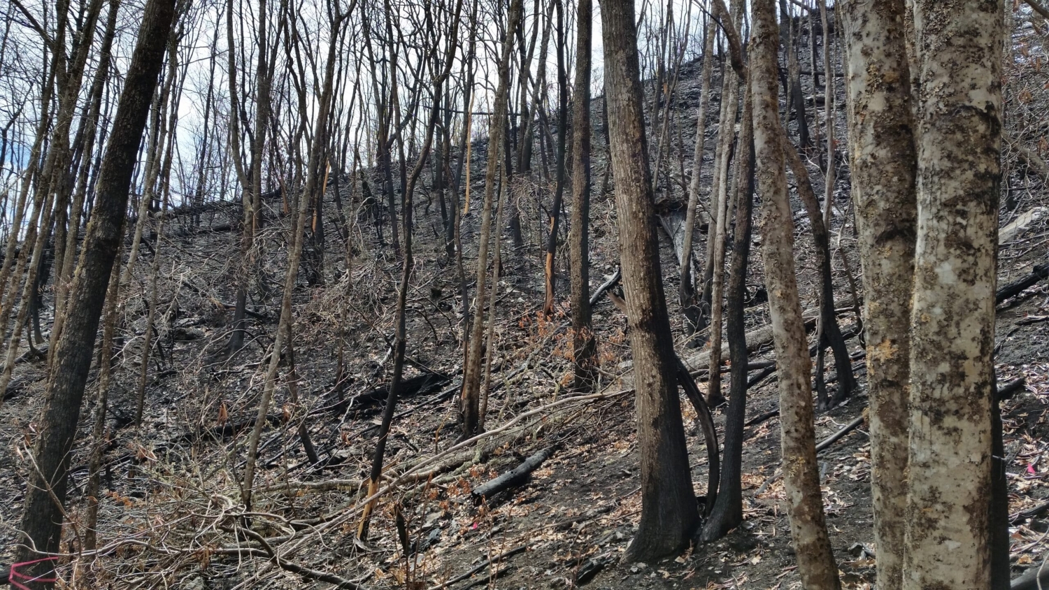 森林在高温野火中燃烧。
