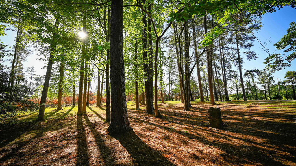 森林 - 森林和设施 - 地球是我们的教室 - 自然资源学院新闻NC州立大学必威中国官网